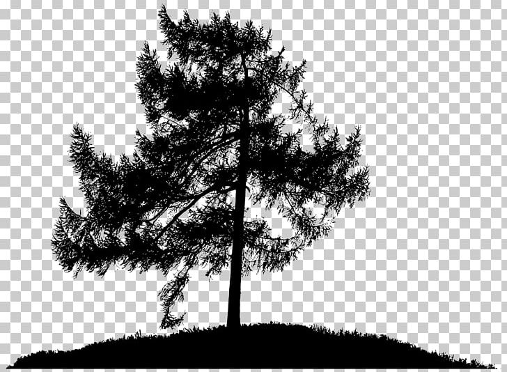 Silhouette PNG, Clipart, Animals, Black And White, Branch, Conifer, Download Free PNG Download
