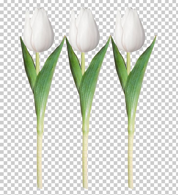 Tulip White PNG, Clipart, Arum, Calas, Cut Flowers, Encapsulated Postscript, Flower Free PNG Download