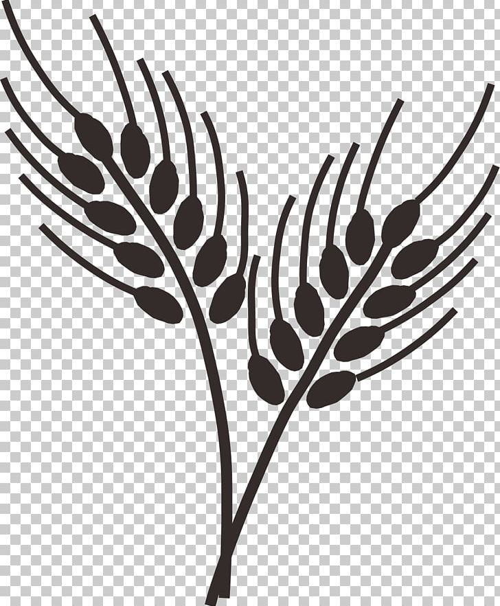 Wheatgrass Drawing Ear PNG, Clipart, Barley, Black And White, Branch, Cereal, Drawing Free PNG Download