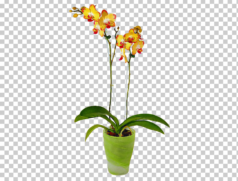 Flower Plant Moth Orchid Flowerpot Houseplant PNG, Clipart, Cattleya, Cut Flowers, Dendrobium, Flower, Flowerpot Free PNG Download