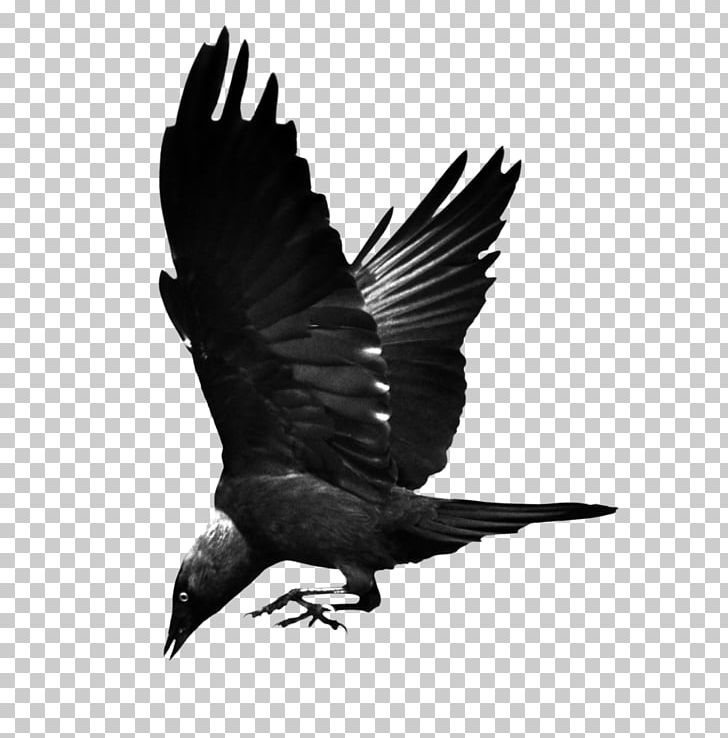 Bird Common Raven Hooded Crow Western Jackdaw PNG, Clipart, American Crow, Animals, Beak, Bird, Black And White Free PNG Download