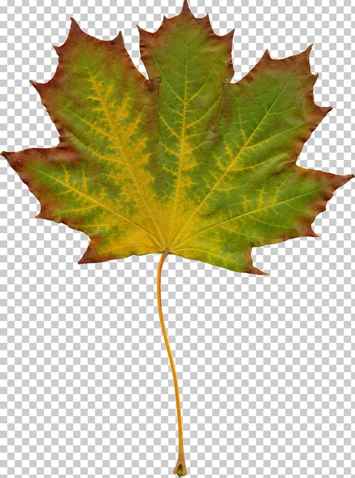 Desktop Nature PNG, Clipart, Autumn Leaves, Computer Icons, Desktop Wallpaper, Download, Leaf Free PNG Download