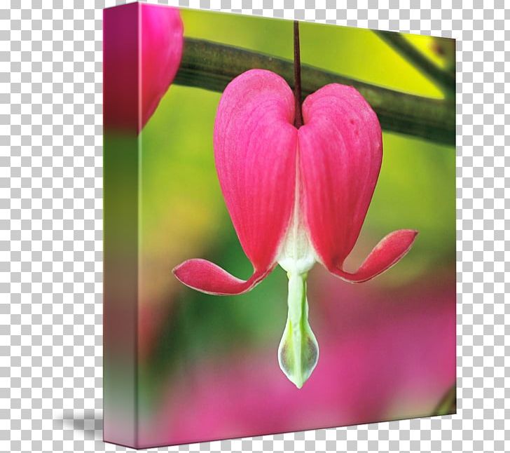 Flower Tulip International Garden Photographer Of The Year Photography Petal PNG, Clipart, Bleeding Heart, Bud, Fine Art, Flora, Floral Design Free PNG Download