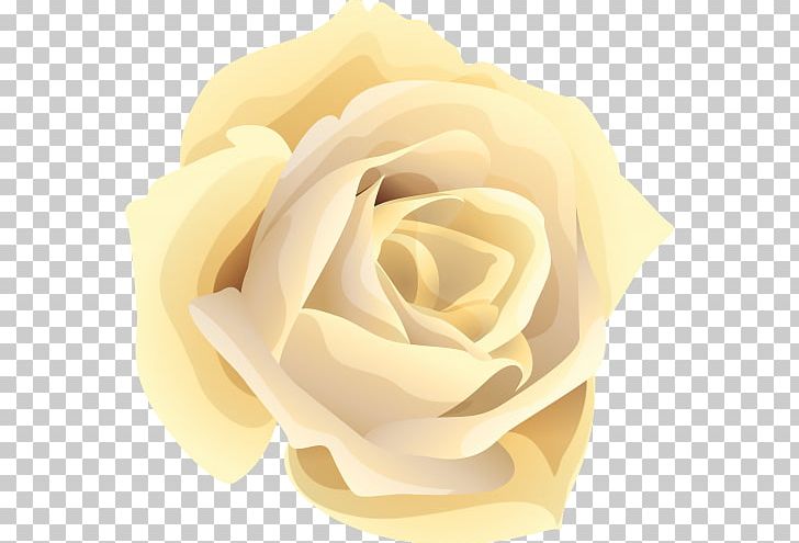 Garden Roses Centifolia Roses Flower PNG, Clipart, Centifolia Roses, Closeup, Cut Flowers, Floral Design, Flower Free PNG Download