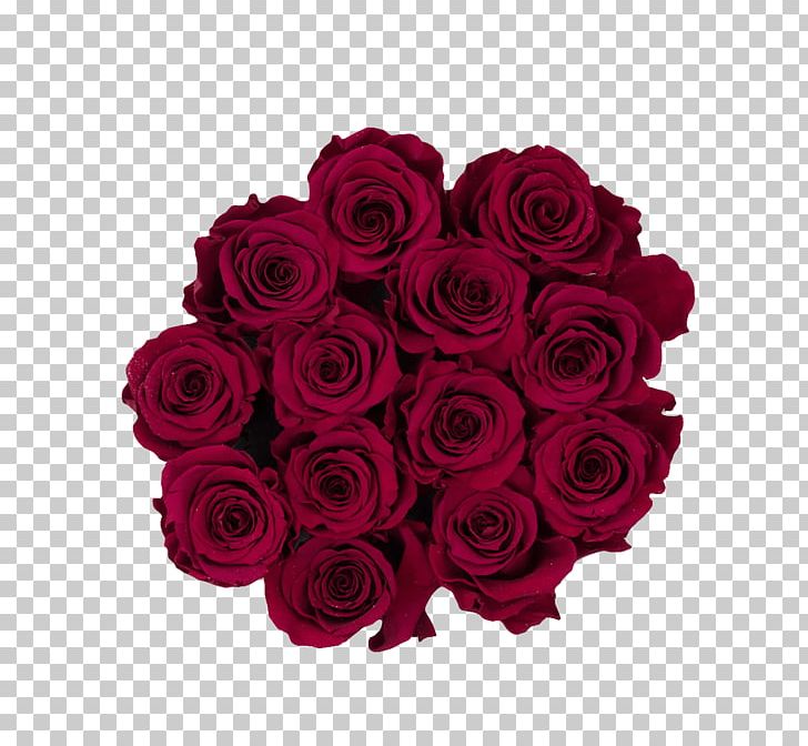 Garden Roses Red Burgundy Pink Flower PNG, Clipart, Beige, Black, Burgandy, Burgundy, Color Free PNG Download
