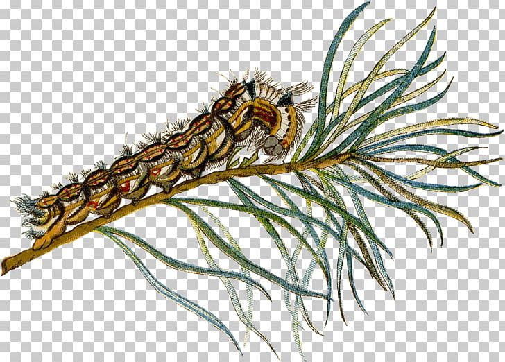 Insect Butterfly Caterpillar Larva Pollinator PNG, Clipart, Animal, Animals, Butterflies And Moths, Butterfly, Caterpillar Free PNG Download