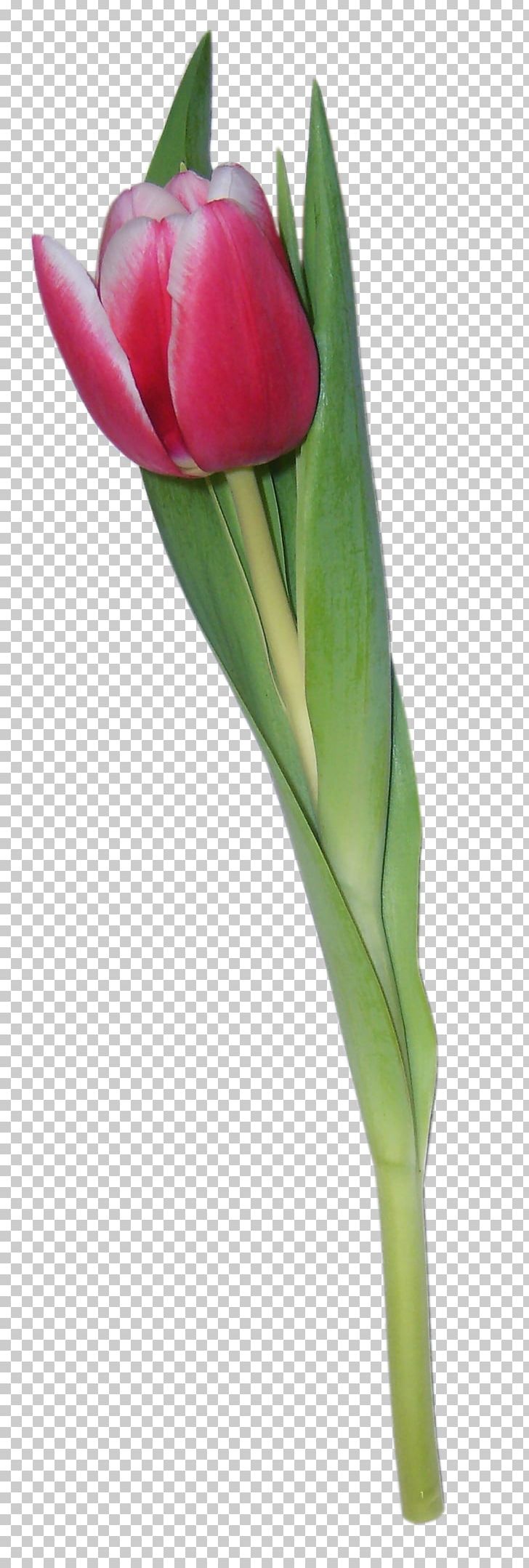Tulip Flower PhotoScape Photography PNG, Clipart, Animation, Bud, Channel, Cut Flowers, Desktop Wallpaper Free PNG Download