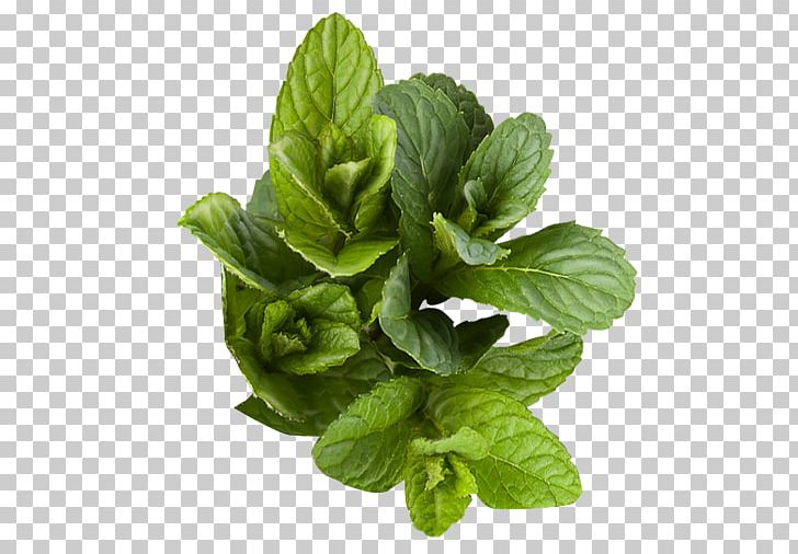 Basil Herb Peppermint Plant PNG, Clipart, Basil, Herb, Herbalism, Istock, Leaf Free PNG Download
