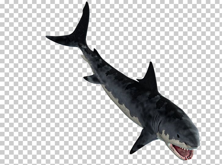 Tiger Shark Great White Shark Squaliform Sharks Requiem Sharks PNG, Clipart, Animal, Carcharhiniformes, Cartilaginous Fish, Fauna, Fin Free PNG Download