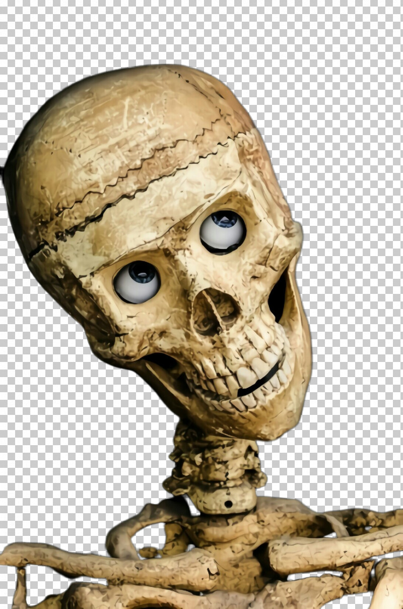 Skull Bone Head Skeleton Anthropology PNG, Clipart, Animation, Anthropology, Bone, Forehead, Head Free PNG Download
