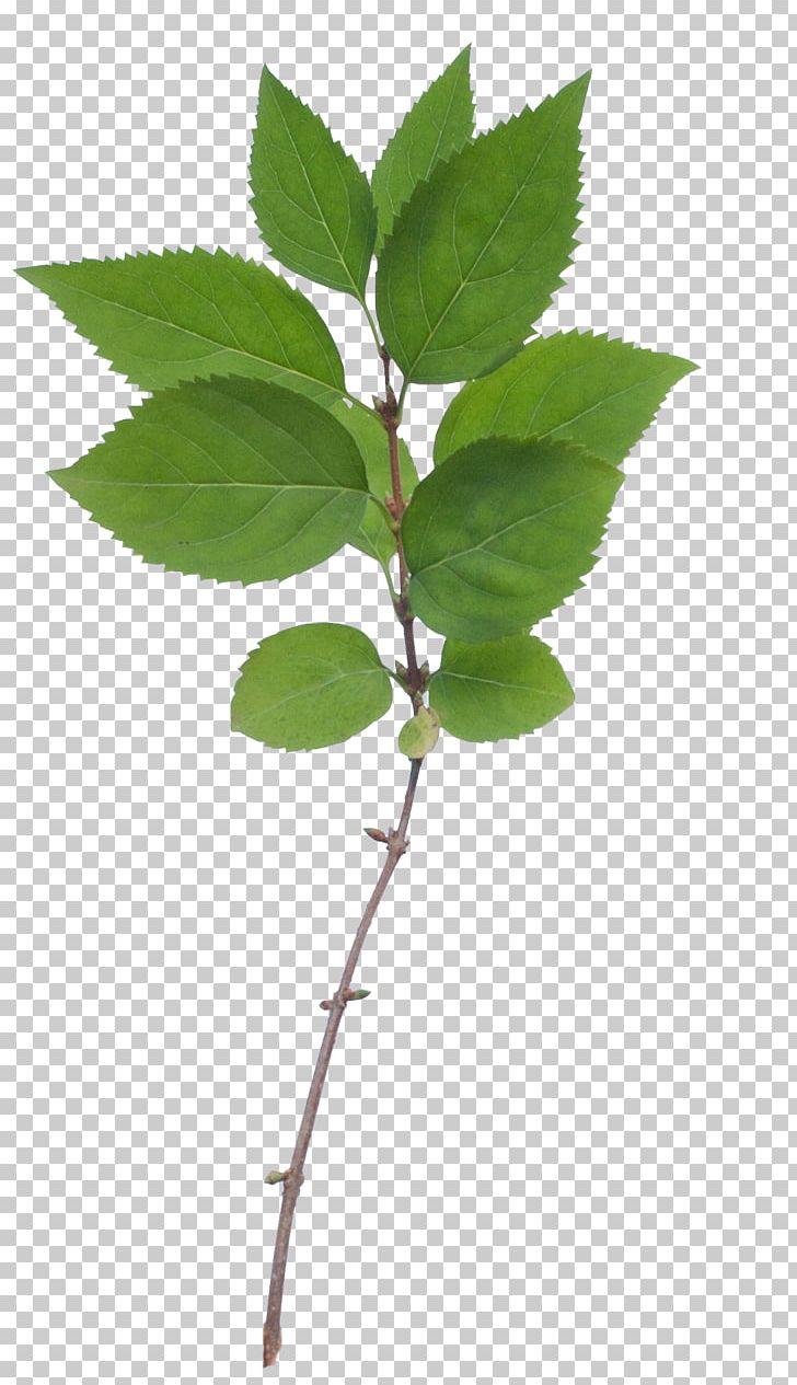 Branch Tree Leaf PNG, Clipart, Branch, Deciduous, Leaf, Oak, Photography Free PNG Download