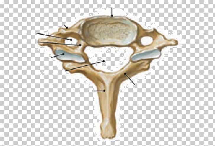 Cervical Vertebrae Vertebral Column Atlas Human Body PNG, Clipart, Anatomy, Atlas, Bone, Cervical Vertebrae, Human Body Free PNG Download
