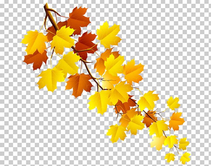 Maple Leaf Branch Portable Network Graphics PNG, Clipart, Autumn, Autumn Leaf Color, Branch, Canadian Maple Leaf, Desktop Wallpaper Free PNG Download