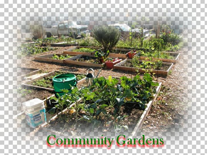 Tree Land Lot Community Gardening Houseplant PNG, Clipart, Community, Community Gardening, Garden, Grass, Herb Free PNG Download
