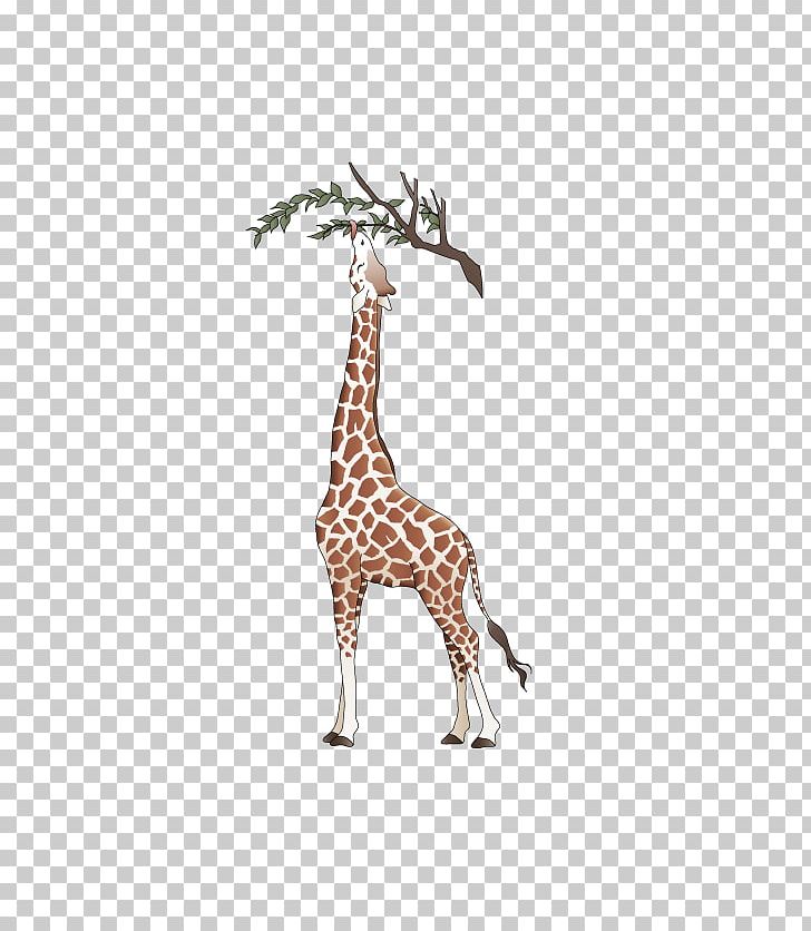 Northern Giraffe Euclidean PNG, Clipart, Animal, Animals, Cartoon Giraffe, Deer, Eating Free PNG Download