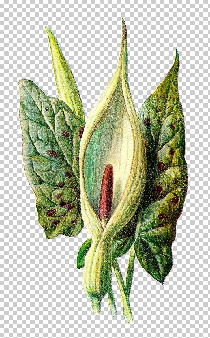 Familiar Wild Flowers Botany Wildflower PNG, Clipart, Alismatales, Antique, Arum, Arum Family, Botan Free PNG Download