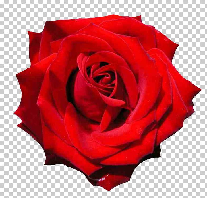 Garden Roses Floribunda Cabbage Rose Black Rose PNG, Clipart, Bela E A Fera, Black Rose, Cut Flowers, Desktop Wallpaper, Floribunda Free PNG Download