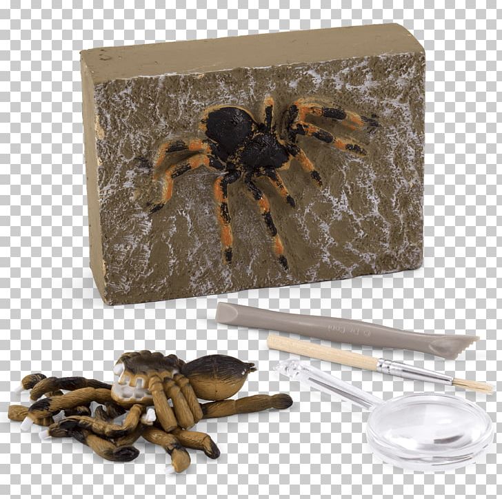 Insect Product PNG, Clipart, Animals, Insect, Invertebrate, Membrane Winged Insect Free PNG Download