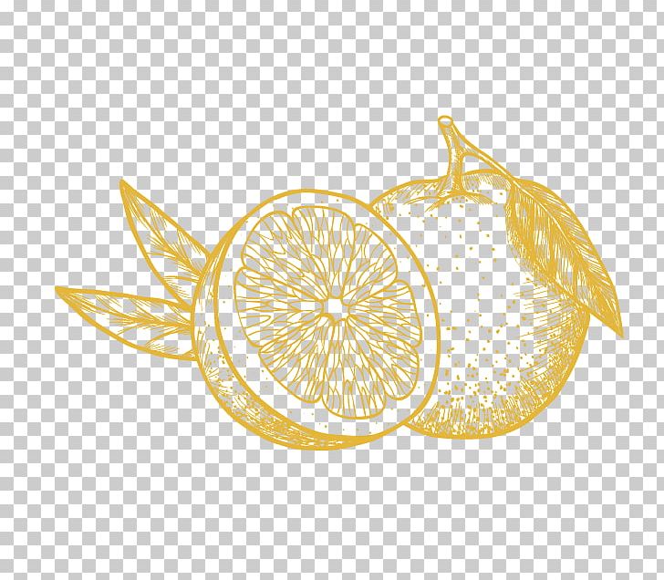 Lemon Bergamot Orange Gin PNG, Clipart, Bergamot Orange, Bitter Orange, Citrus, Drawing, Flowering Plant Free PNG Download