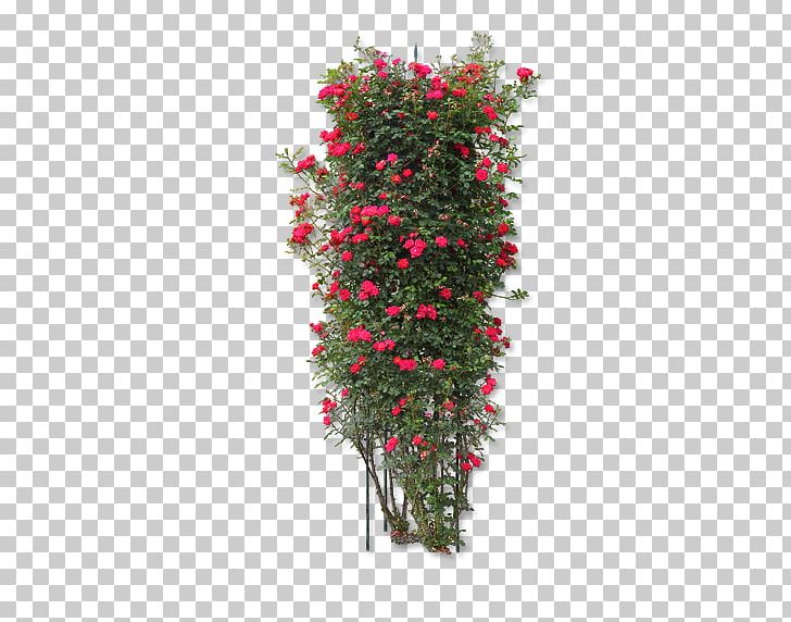 Rosa Chinensis Arborvitae Plant Flower PNG, Clipart, Adobe Illustrator, Annual Plant, Arborvitae, Artificial Flower, Chinese Free PNG Download
