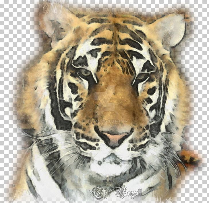 Tiger Whiskers Cat Snout Fur PNG, Clipart, Animal, Animals, Big Cat, Big Cats, Carnivoran Free PNG Download