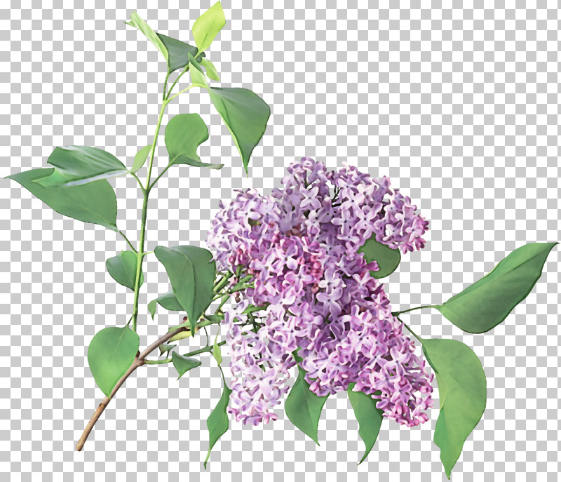 Flower Lilac Plant Lilac Purple PNG, Clipart, Branch, Buddleia, Flower, Leaf, Lilac Free PNG Download