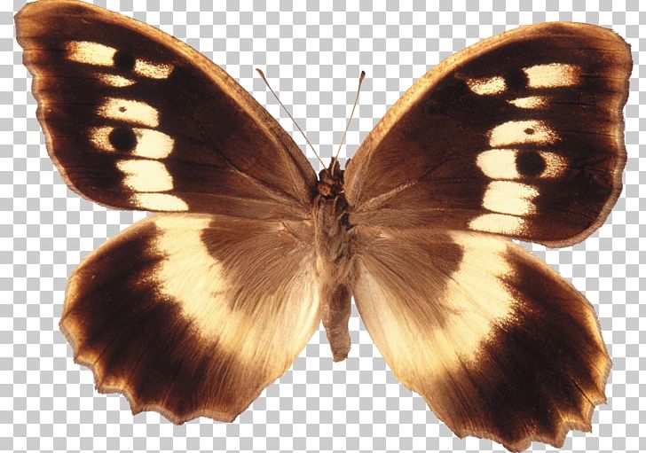 Brush-footed Butterflies Butterfly Pieridae Gossamer-winged Butterflies Moth PNG, Clipart, Arthropod, Black, Brush Footed Butterfly, Butterflies And Moths, Butterfly Free PNG Download