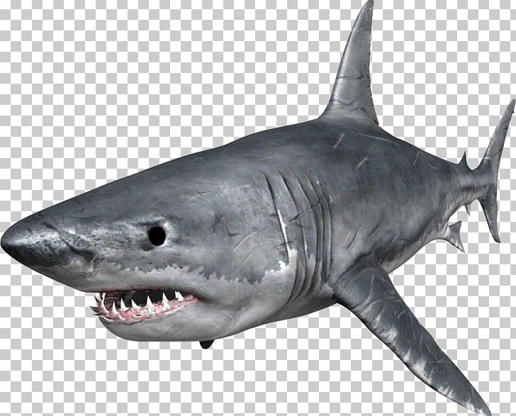 Sharks PNG, Clipart, Sharks Free PNG Download