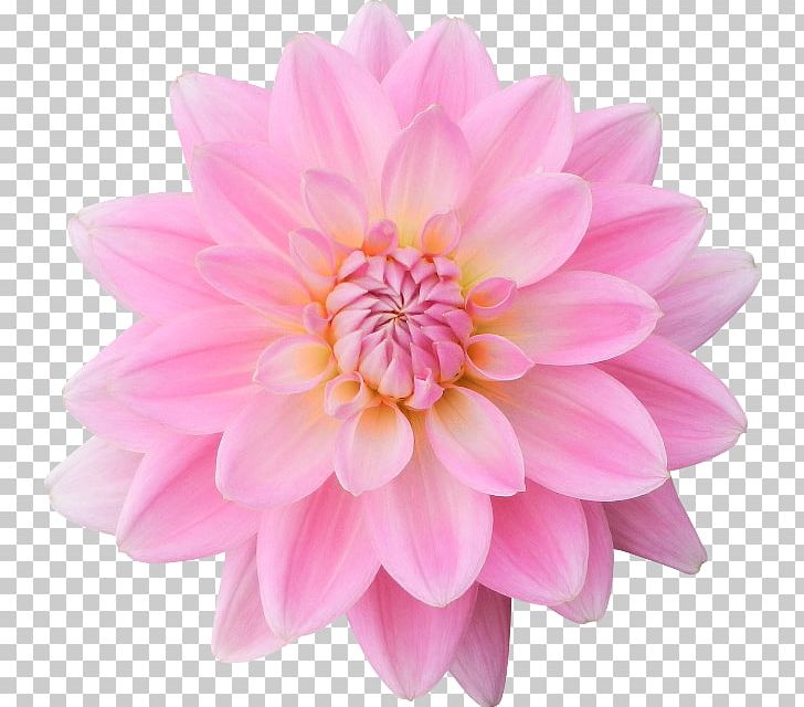 Flower Dahlia Petal PNG, Clipart, Chrysanths, Color, Dahlia, Daisy Family, Deposit Free PNG Download