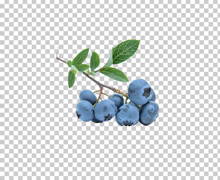 Blueberry Herb Nutrient Fruit PNG, Clipart, Berry, Bilberry, Blueberry, Blueberry Tea, Boysenberry Free PNG Download