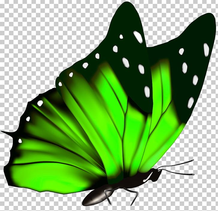Butterfly Insect PNG, Clipart, Arthropod, Birdwing, Brush Footed Butterfly, Butterflies And Moths, Color Free PNG Download
