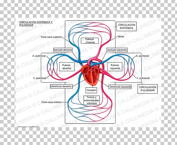 Pulmonary Circulation Systemic Circulation Lung Pulmonary Vein Pulmonary Artery PNG, Clipart, Angle, Area, Artery, Atrium, Circulatory System Free PNG Download