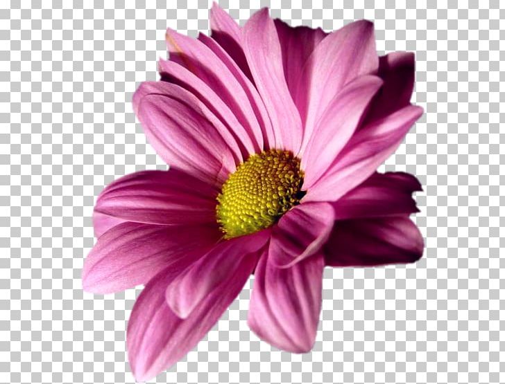 Transvaal Daisy Flower Chrysanthemum Margarida Oxeye Daisy PNG, Clipart, 2015, Annual Plant, Aster, Blog, Blossom Free PNG Download