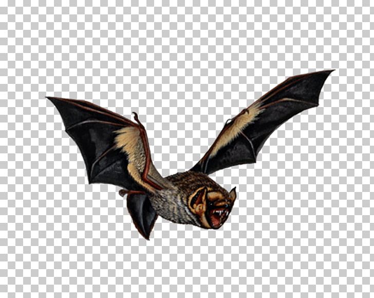 Vampire Bat Bird Art PNG, Clipart, Animal, Animals, Art, Bat, Bird Free PNG Download