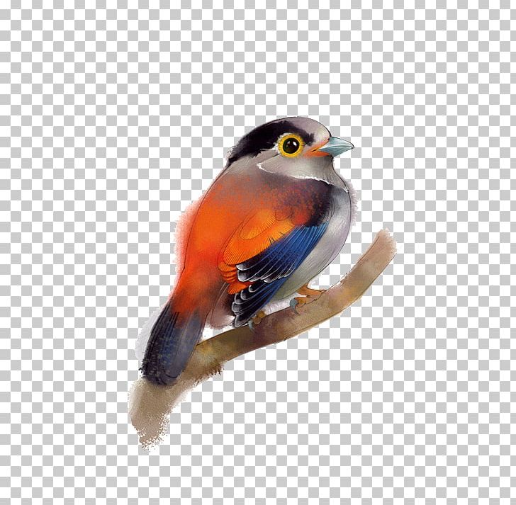 Bird Beak Feather Painting PNG, Clipart, Animals, Beak, Bird, Birds, Cuteness Free PNG Download
