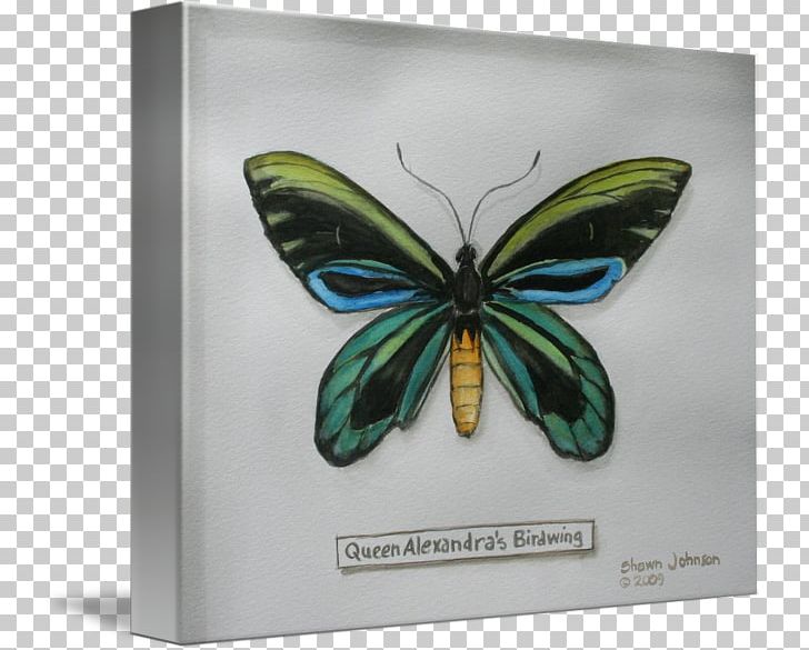 Brush-footed Butterflies Moth Butterfly PNG, Clipart,  Free PNG Download
