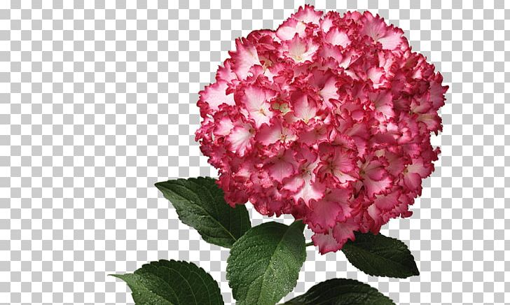 Hydrangea Pink M Petal Shrub Family PNG, Clipart, Cornales, Family, Family Film, Flower, Flowering Plant Free PNG Download