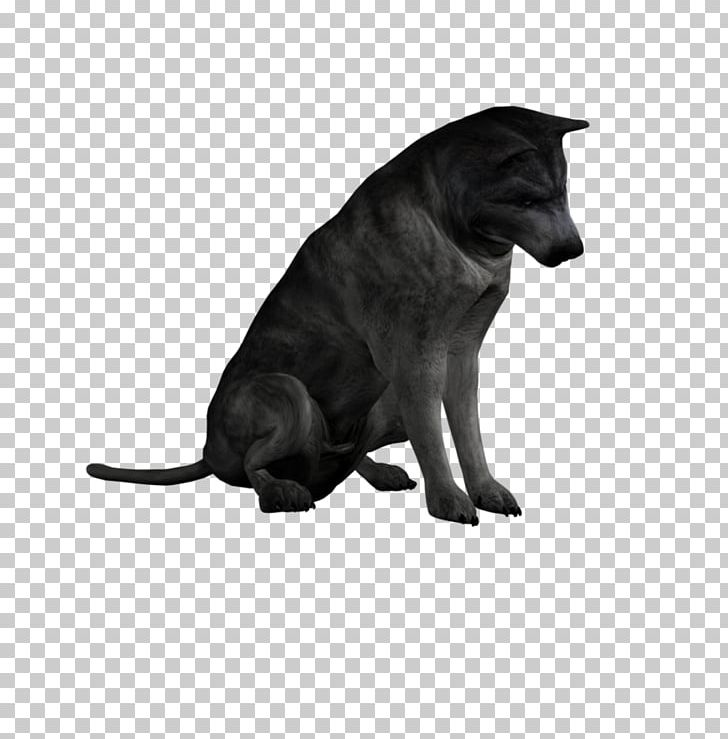 Whiskers Dog Mare DAS Productions Inc Foal PNG, Clipart, Black, Black And White, Black Cat, Breed, Carnivoran Free PNG Download