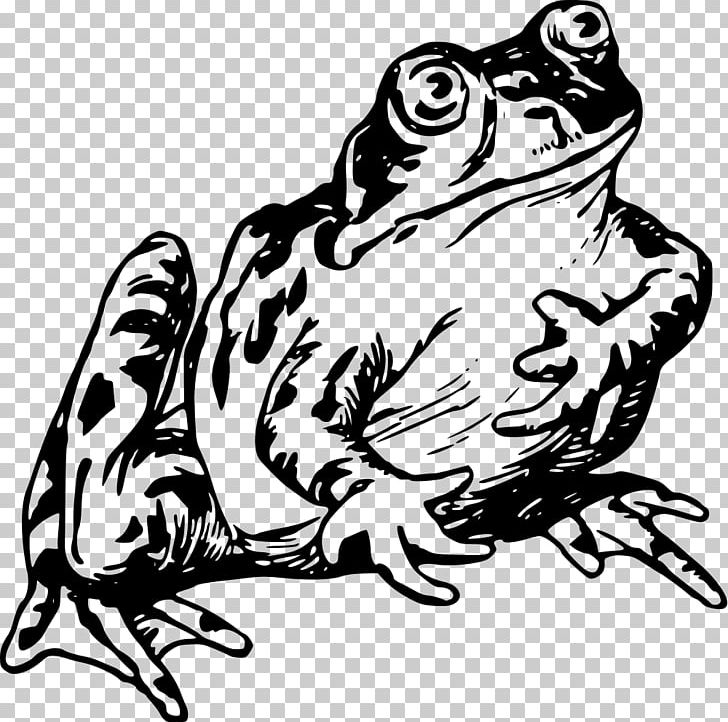 Common Frog Vertebrate Drawing PNG, Clipart, Amphibian, Animal, Animals, Art, Artwork Free PNG Download