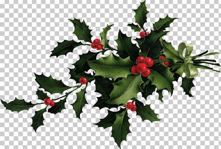 Desktop Common Holly Christmas PNG, Clipart, Aquifoliaceae, Aquifoliales, Branch, Christmas, Christmas Decoration Free PNG Download