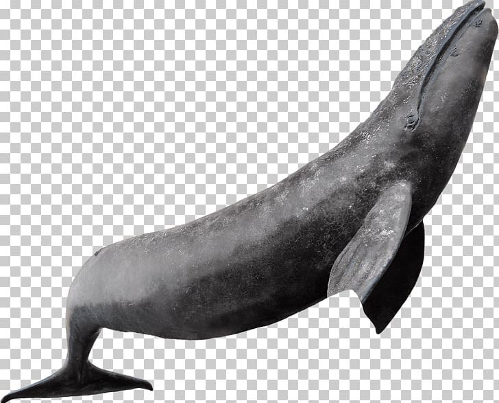 Dolphin Whale Sea Lion Marine Mammal Cetacea PNG, Clipart, Animals, Black And White, Cetacea, Coast, Dolphin Free PNG Download