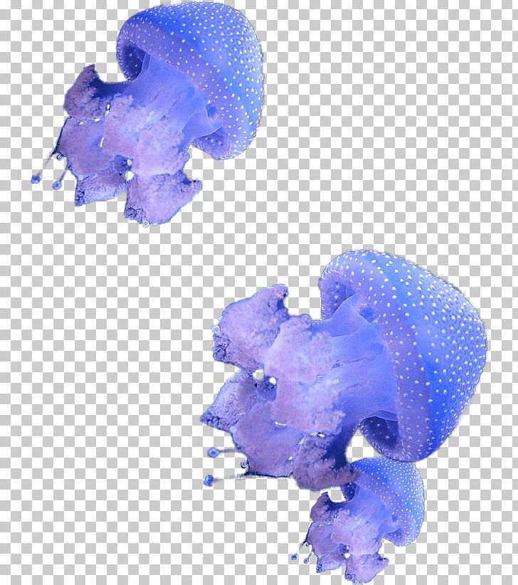 Hydrozoa Deep Sea Creature Marine Invertebrates PNG, Clipart, Animal, Aquatic Animal, Blue, Cobalt Blue, Deep Sea Free PNG Download