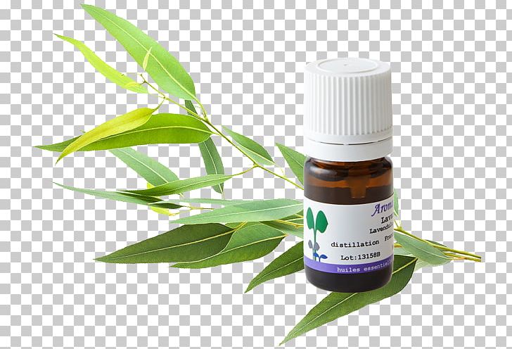 Car Herbalism Gum Trees Aromatherapy PNG, Clipart, Aromatherapy, Atlas, Car, Cymbopogon Citratus, Diffuser Free PNG Download