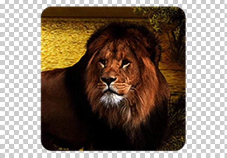 Lion Felidae Cat Tiger Roar PNG, Clipart, Android, Animals, Big Cats, Carnivoran, Cat Free PNG Download