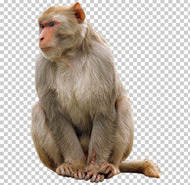 Mandrill Primate Macaque Baby Monkeys PNG, Clipart, Animal, Animals, Baby Monkeys, Cercopithecidae, Download Free PNG Download