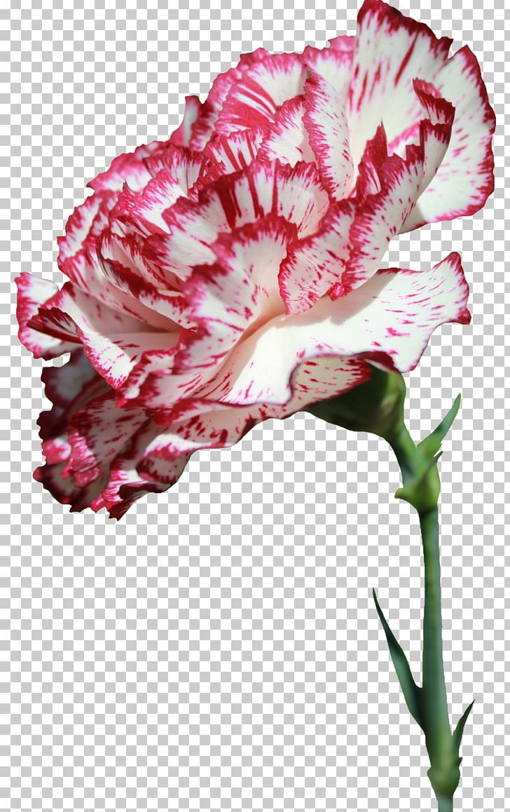Carnation Cut Flowers Flower Bouquet PNG, Clipart, Carnation, Color, Cut Flowers, Desktop Wallpaper, Dianthus Free PNG Download