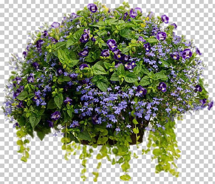 Flowerpot Container Garden Hanging Basket Wishbone Flower PNG, Clipart, Annual Plant, Blue, Container, Flower, Flower Box Free PNG Download