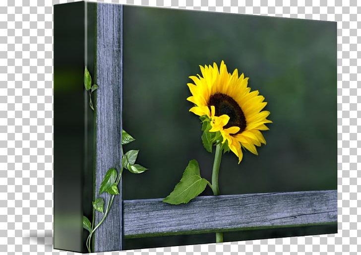 Gallery Wrap Frames Sunflower Seed Canvas Art PNG, Clipart, Art, Canvas, Daisy Family, Flower, Flowering Plant Free PNG Download