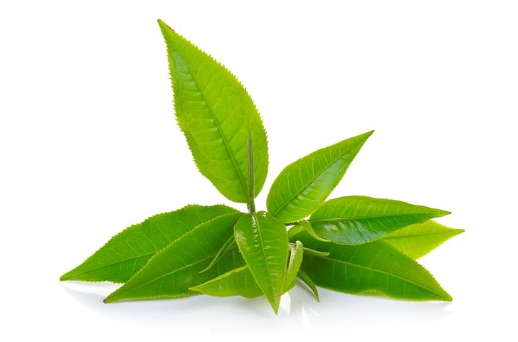 Green Tea Matcha Oolong Darjeeling Tea PNG, Clipart, Basil, Black Tea, Camellia Sinensis, Darjeeling Tea, Drink Free PNG Download
