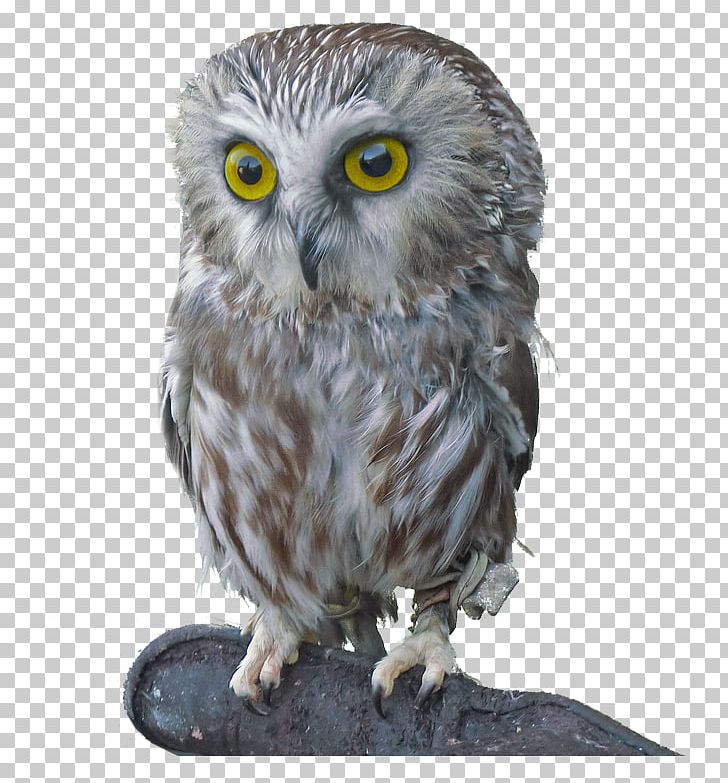 Northern Saw-whet Owl Bird Of Prey Great Grey Owl PNG, Clipart, Aegolius, Animal, Animals, Art, Beak Free PNG Download